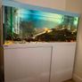 fish Image 2