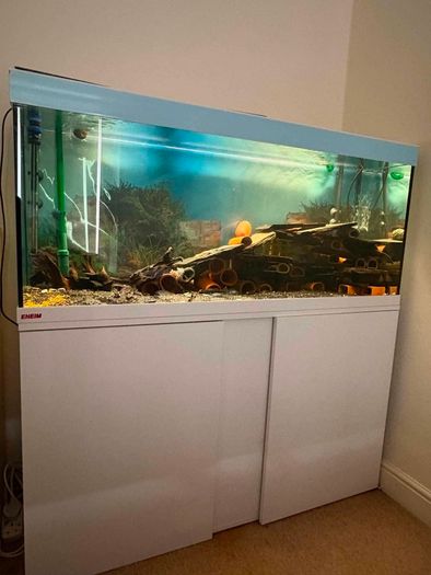 fish