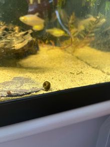 ramshorn snails