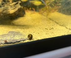 ramshorn snails