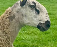 Bluefaced Leicester hoggets