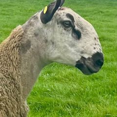 Bluefaced Leicester hoggets