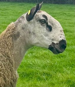 Bluefaced Leicester hoggets
