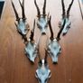 6 roe deer skulls Image 2