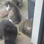 3 feral kittens looking for adoption Image 2