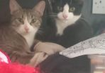 cats