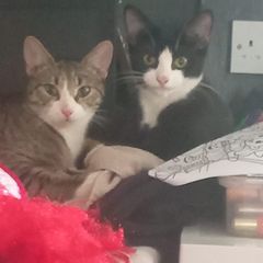 cats