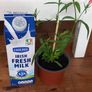 Plants Sweet William Image 5