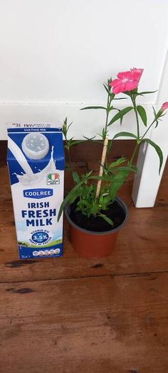 Plants Sweet William