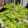 Large pieris japonica plant in a pot Image 6