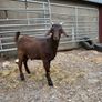 6 month old Buck Goat for Sale Image 2