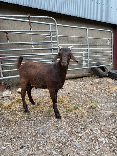 6 month old Buck Goat for Sale