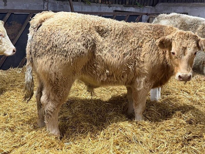 Charolais Weanlings