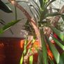 yucca plant Image 6
