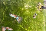 Guppies and guppy grass