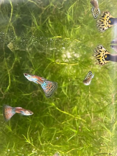 Guppies and guppy grass
