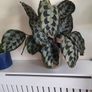 house plants Image 5