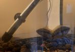 pet adoption .American Cichlids