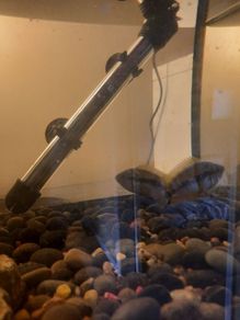 pet adoption .American Cichlids