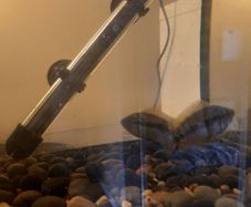 pet adoption .American Cichlids