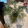 Parlour Palm Chamaedorea elegans Image 3
