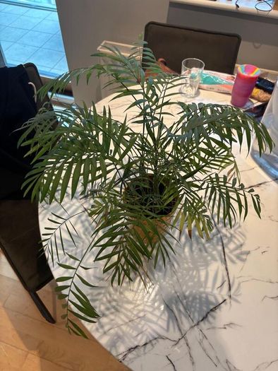 Parlour Palm Chamaedorea elegans