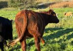 Heifers