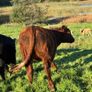 Heifers Image 2