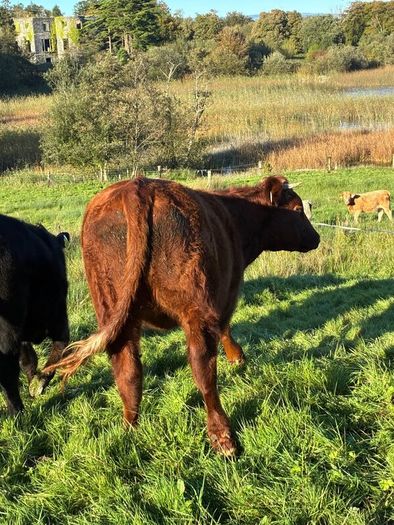 Heifers