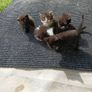 kitten Image 2