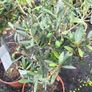olive trees Image 2