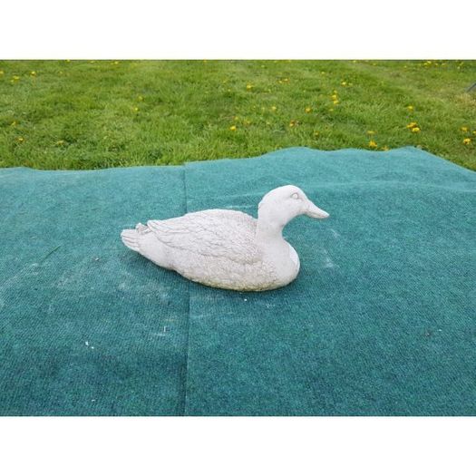 Duck Blackwater-GL-BR025
