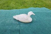 Duck Blackwater-GL-BR025