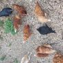 fertilised hatching eggs Image 4