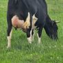 First calved dairy heifers Image 3