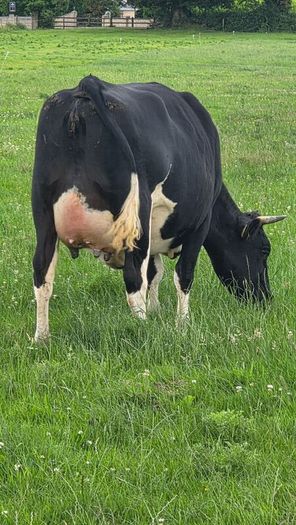 First calved dairy heifers