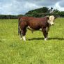 Quality Hereford bulls for sale Image 3
