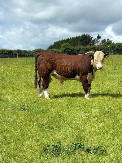 Quality Hereford bulls for sale