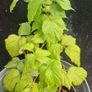 raspberries Image 3