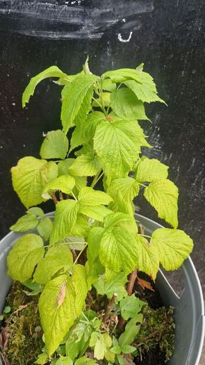 raspberries
