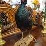 Melanistic Black Pheasant Taxidermy Mount Image 2