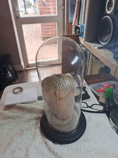 Wax Cobra in antique glass dome.
