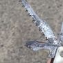Souque & CiE Early Twentieth Century Multi Tool Knife Image 9