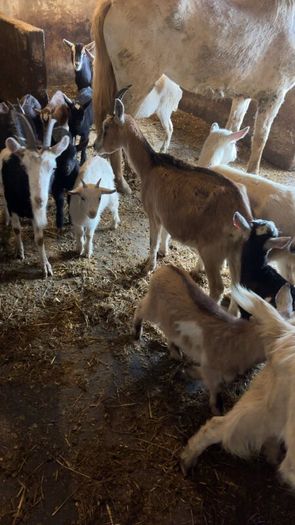 Female goats with kids