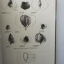 Seeds of Woody Plants in North America: Revised and Enlarged Edition Image 8
