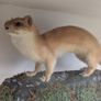 Antique 1900s Taxidermy Fox, Stoat and Red Squirrel in Case Image 3