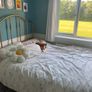 Gold Metal Bed Frame Image 2