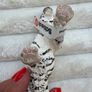 Schleich Wildlife White Tiger Figure 14731 Dirty Please look at the pictures Image 5