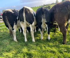 Heifers