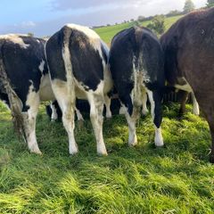 Heifers